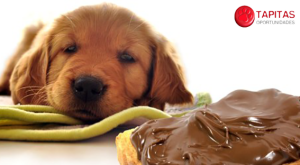 dog_vs_chocoloate
